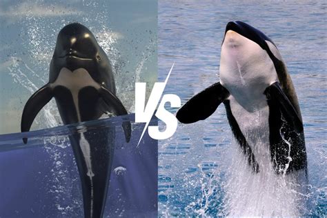 pilot whale vs orca.